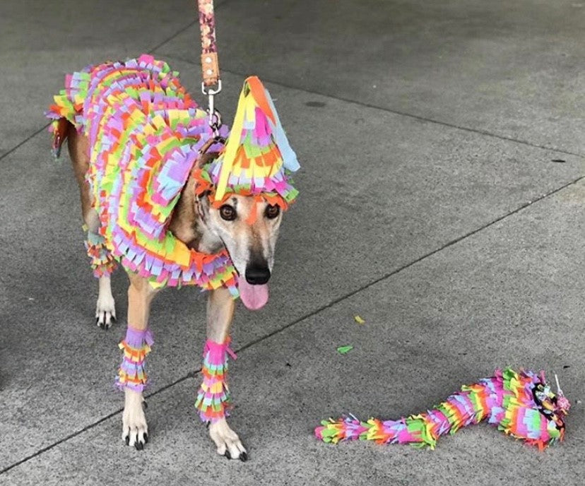Sticker | Pinata Kylie