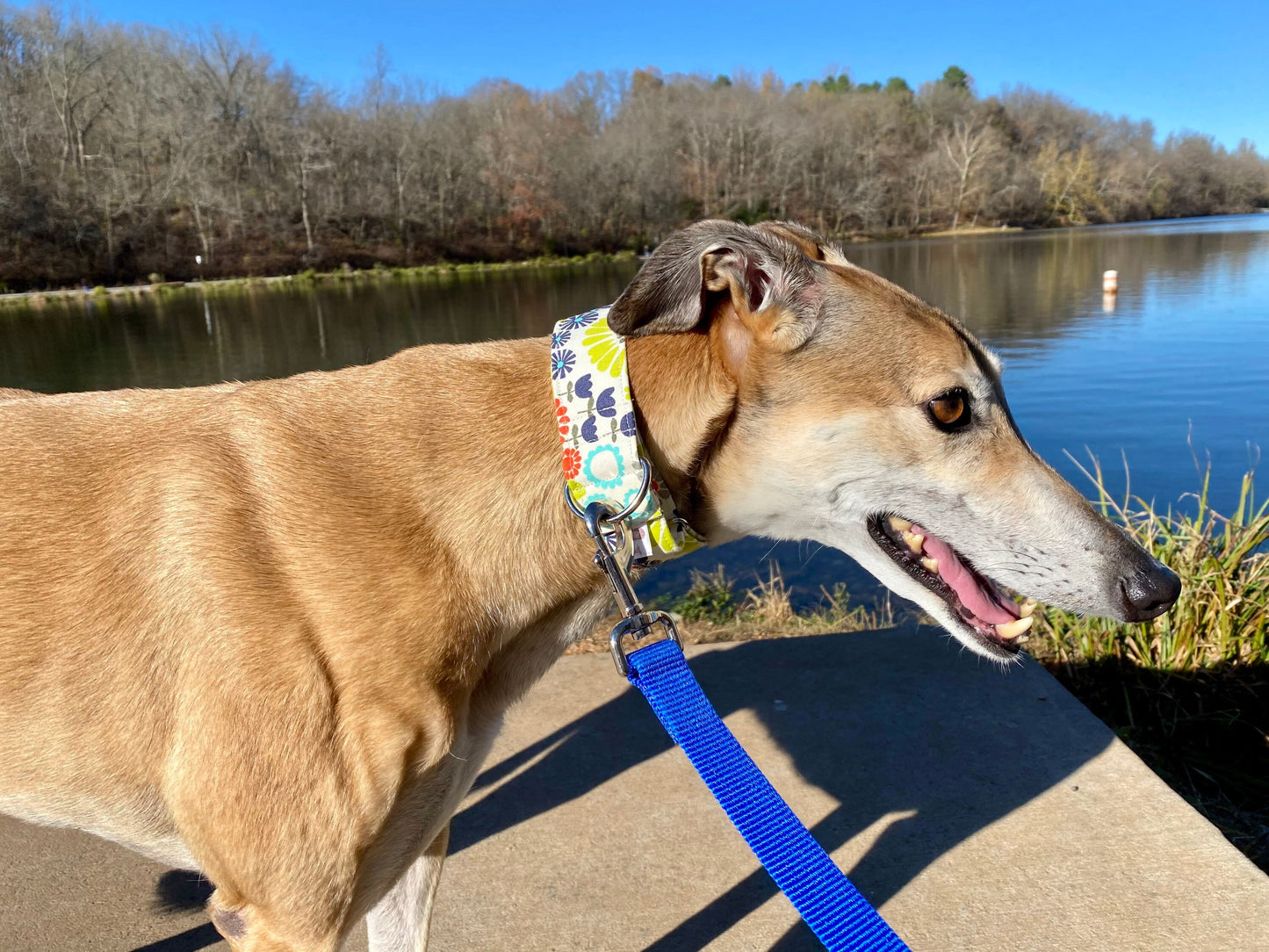 Martingale Collar | Orange, Teal, Navy Floral