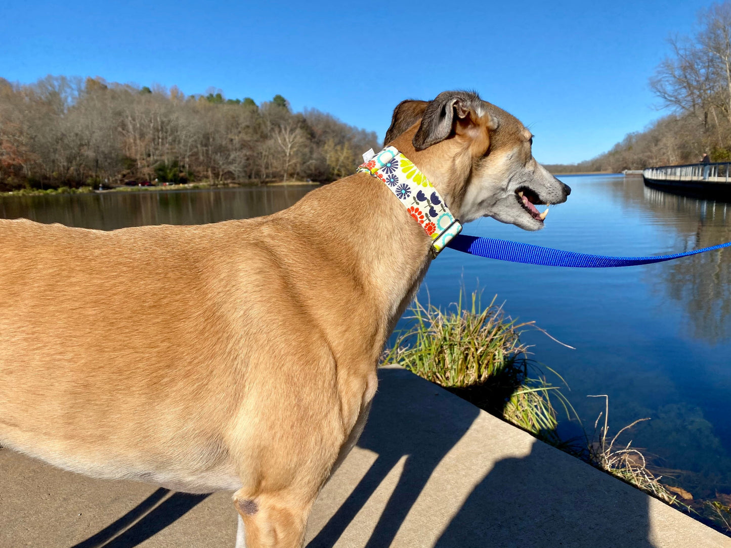 Martingale Collar | Orange, Teal, Navy Floral