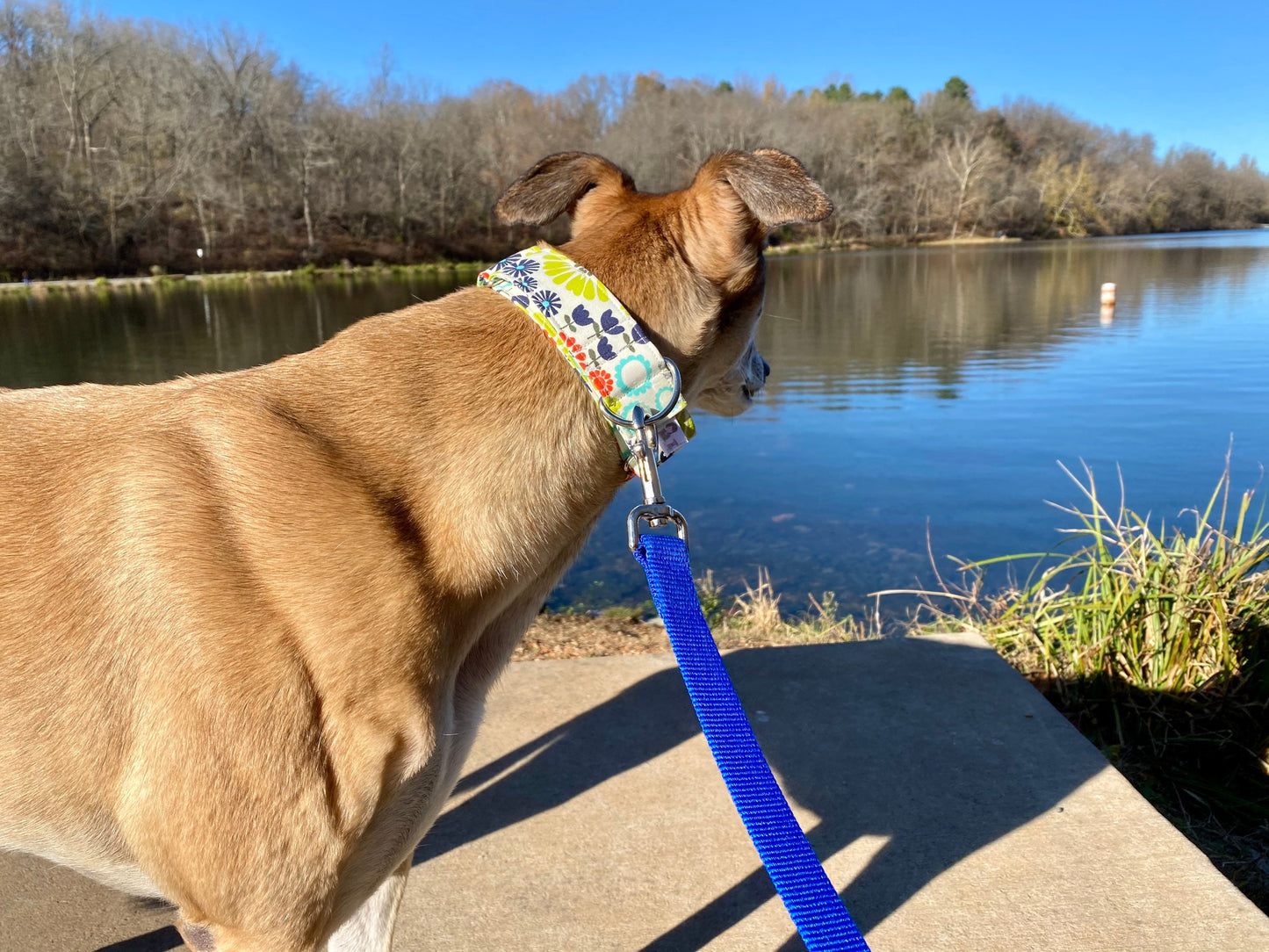 Martingale Collar | Orange, Teal, Navy Floral