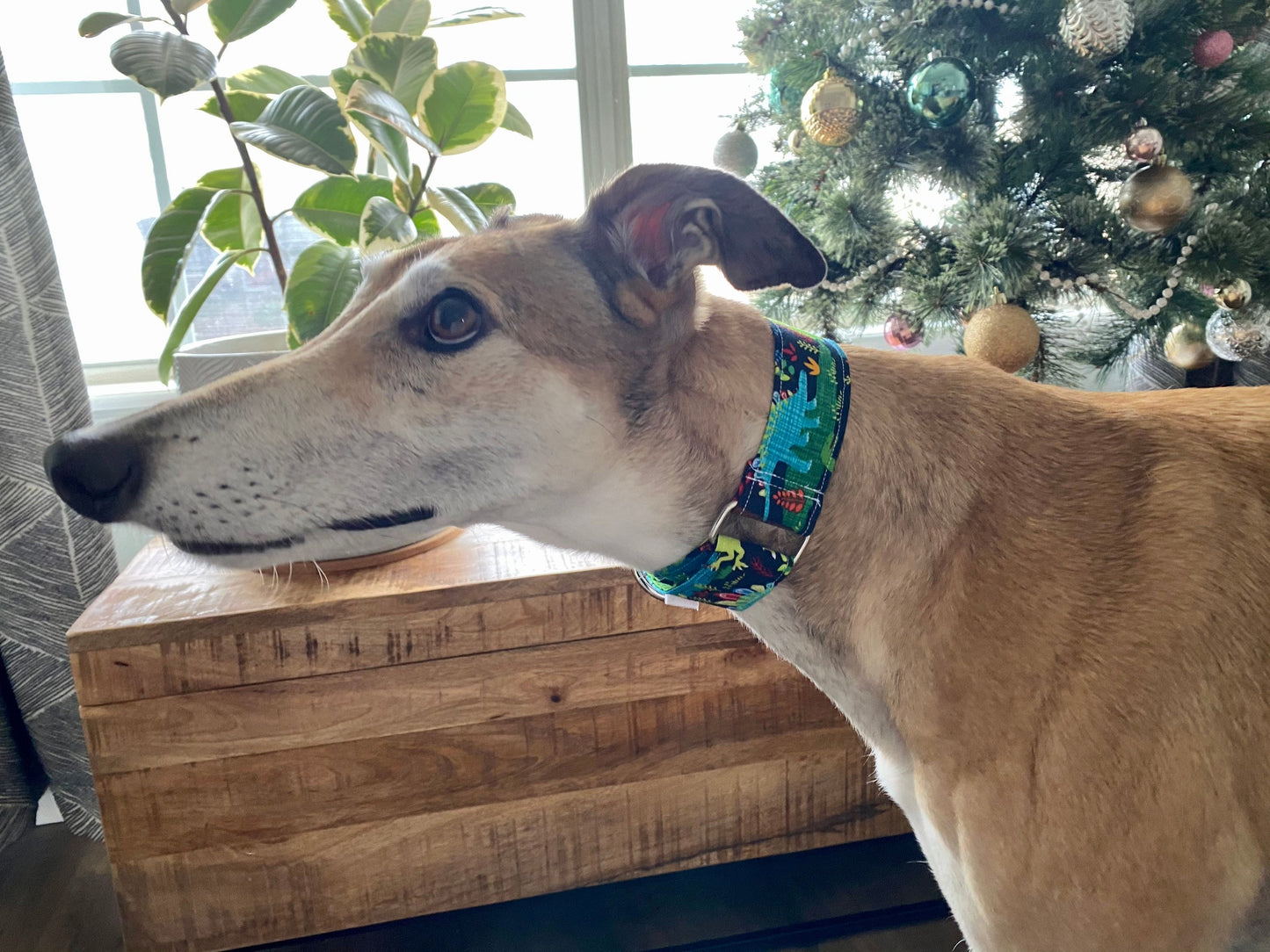 Martingale Collar | Blue and Green Dinosaurs
