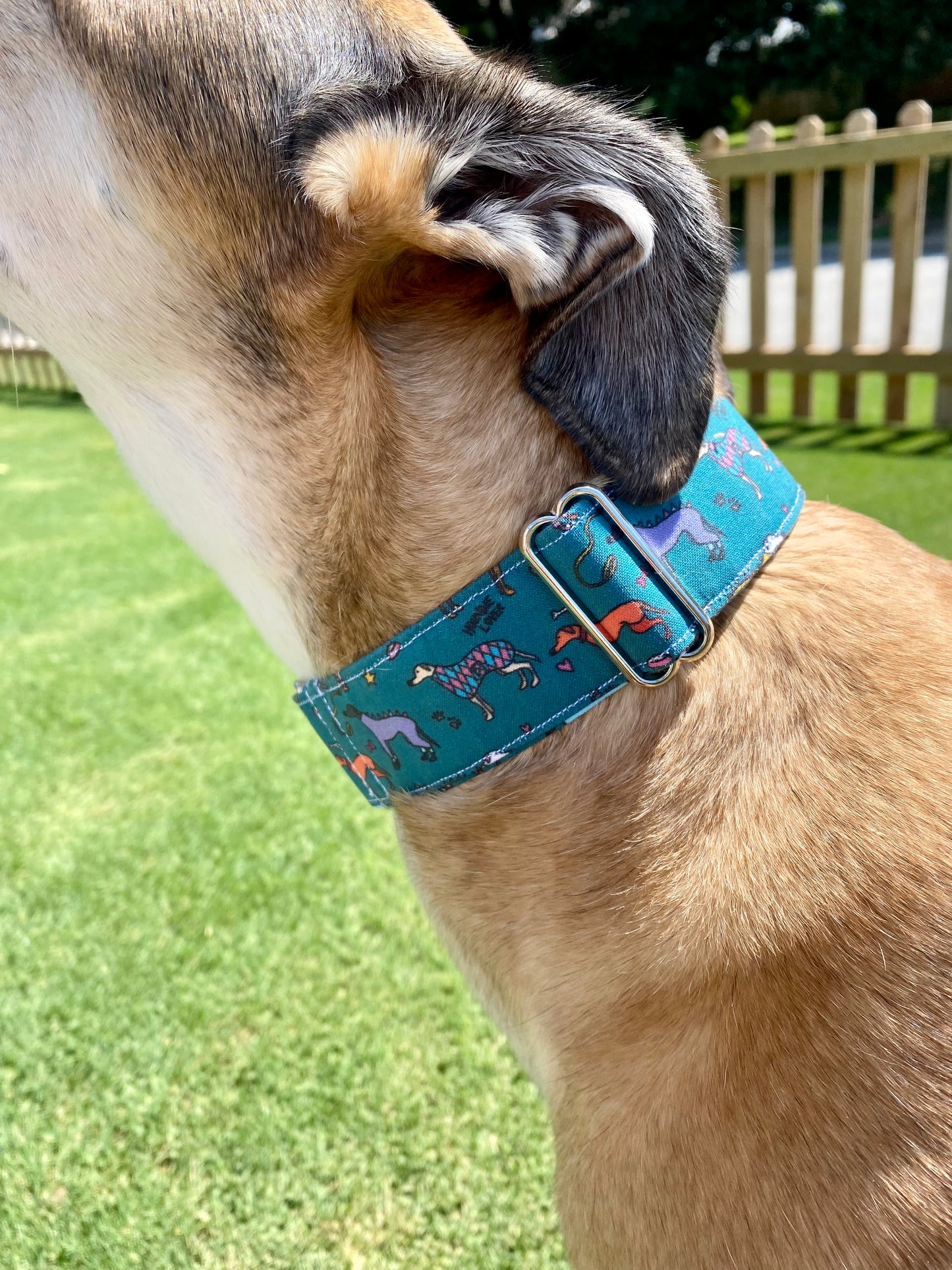 Martingale Collar | Kylie and Friends