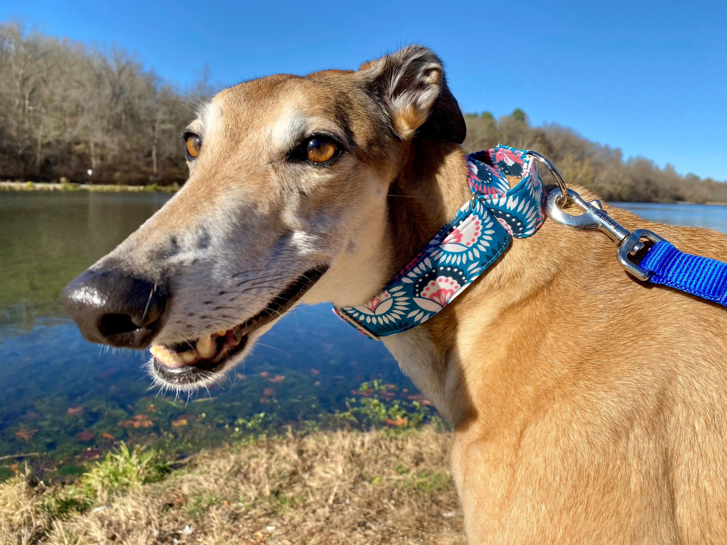 Martingale Collar | Blue and Pink Floral Geometric Print