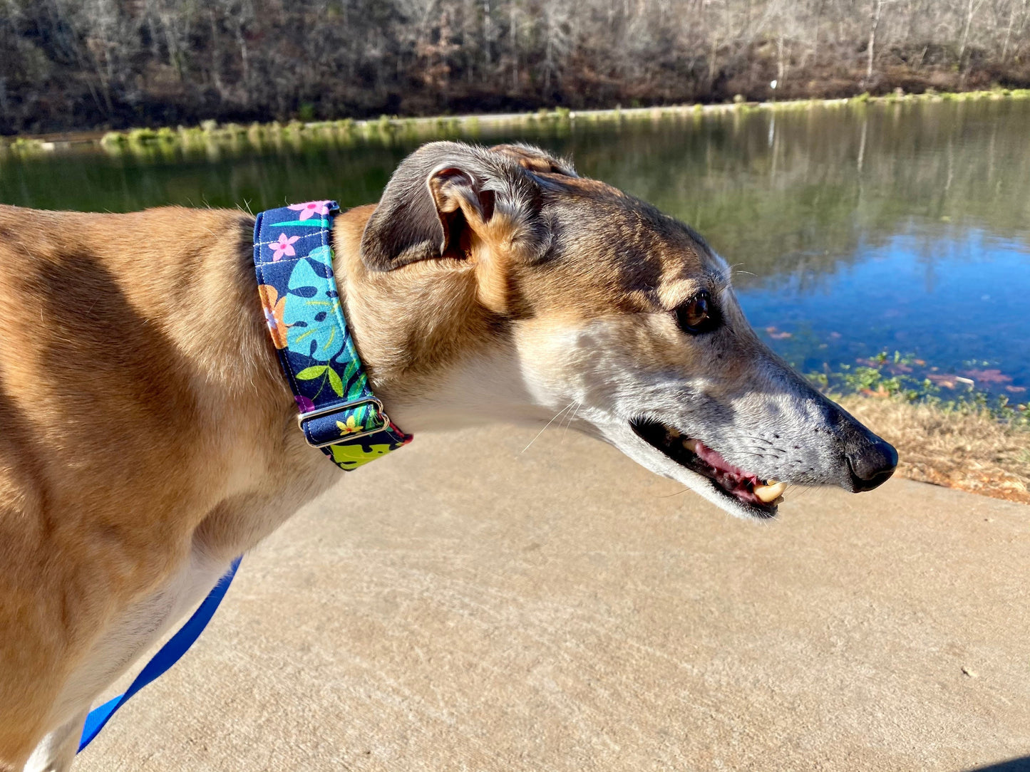 Martingale Collar | Bright Tropical