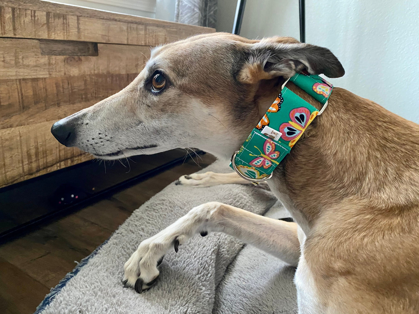 Martingale Collar | Green with Bright Butterflies