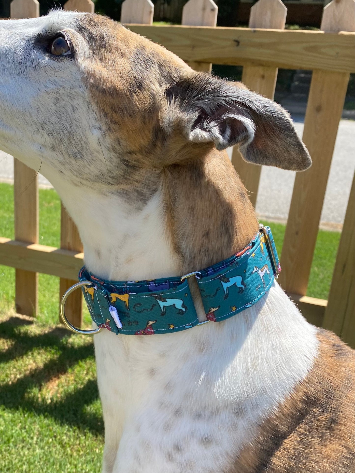 Martingale Collar | Kylie and Friends